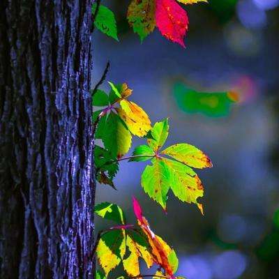 百家乐凯发k8官方网入口